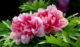 牡丹色主线最新爆料,揭秘最新爆料背后的精彩故事